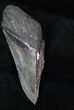 Half of a Megalodon Tooth #12666-1